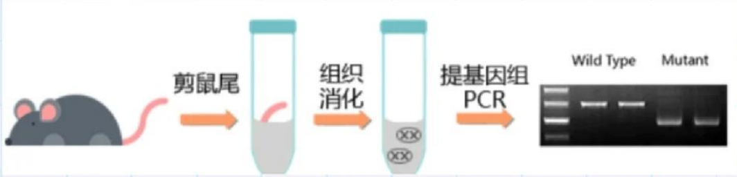 小鼠基因型鉴定